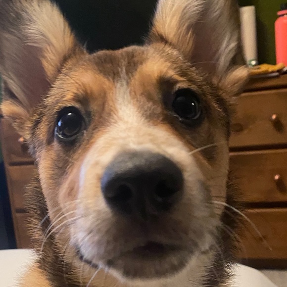 Meet your Posher, Raymond - Picture 1 of 1